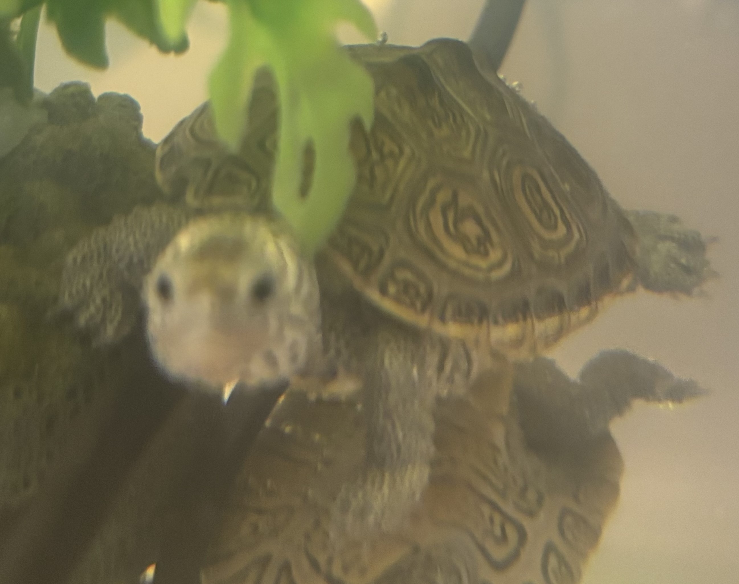 Picture of a terrapin.