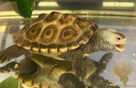 Picture of a terrapin.