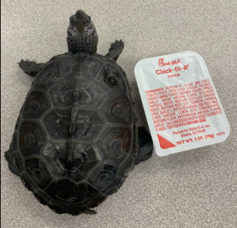 Picture of a terrapin.