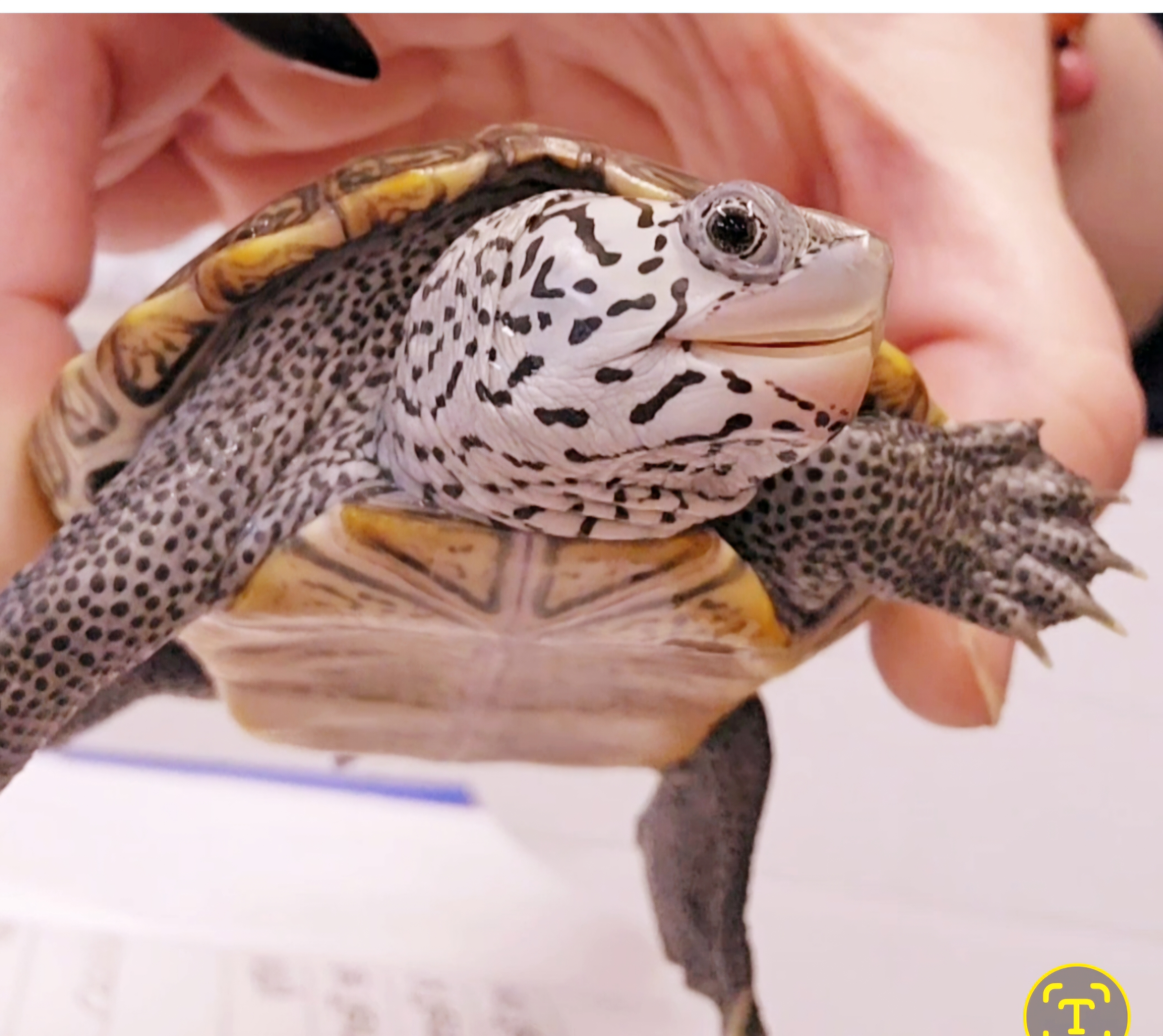 Picture of a terrapin.