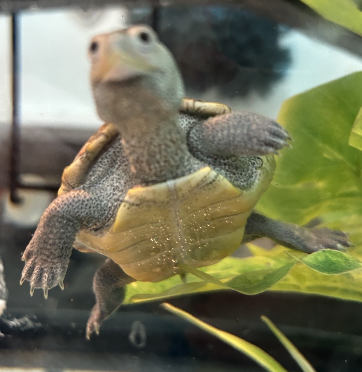 Picture of a terrapin.