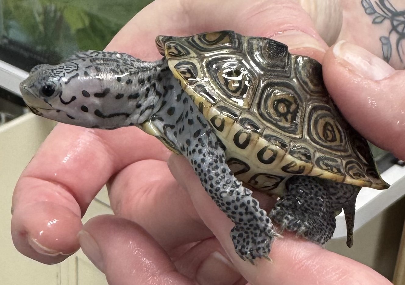 Picture of a terrapin.