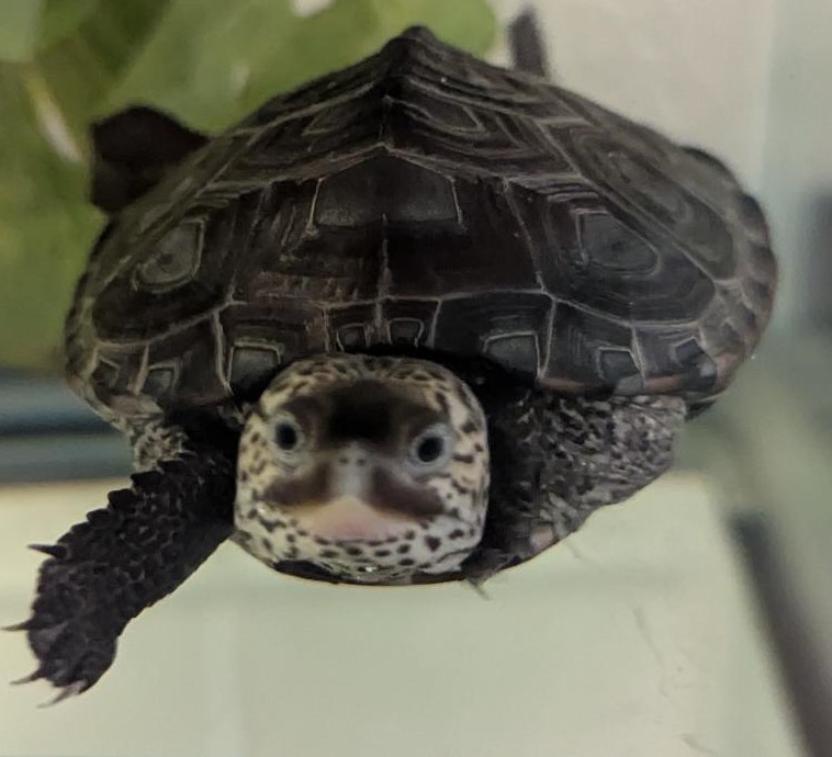 Picture of a terrapin.