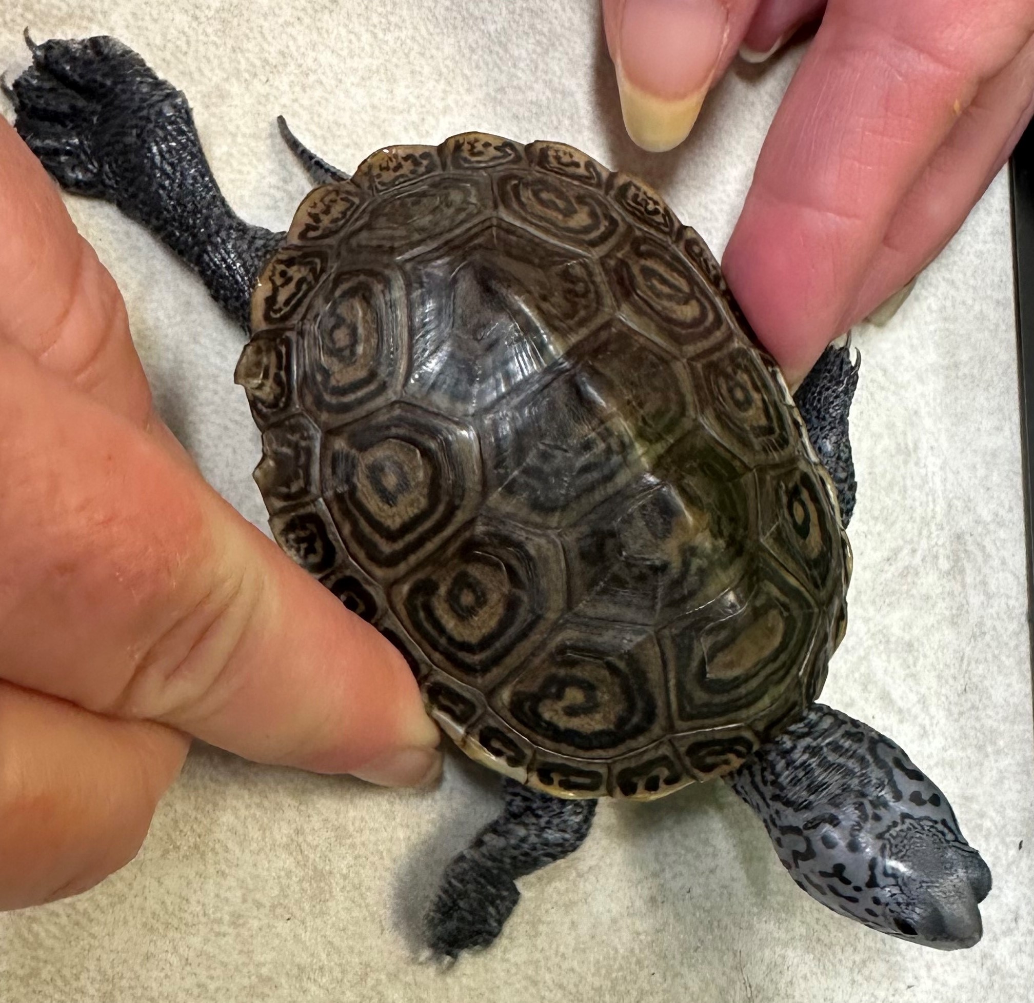 Picture of a terrapin.