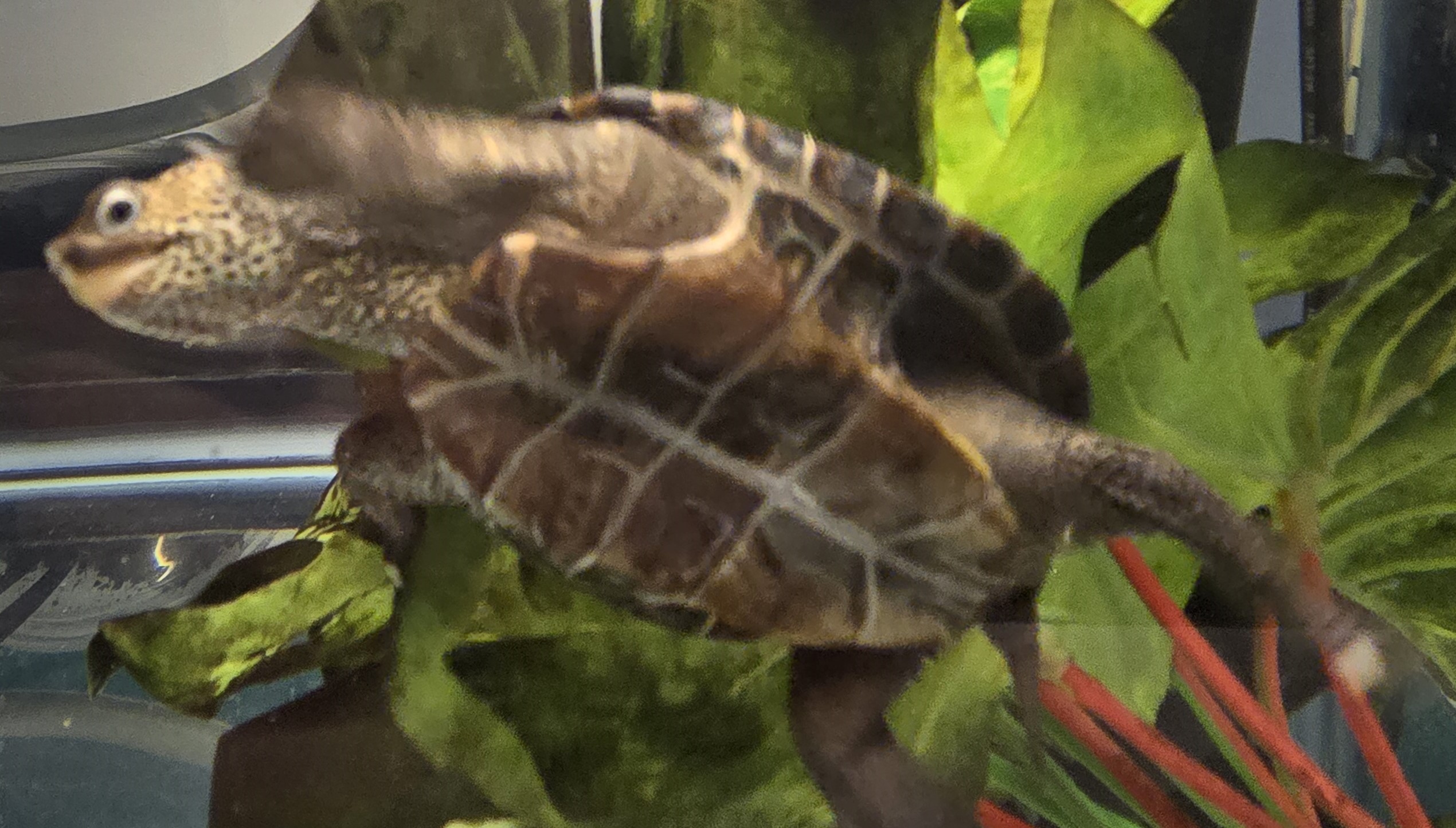 Picture of a terrapin.