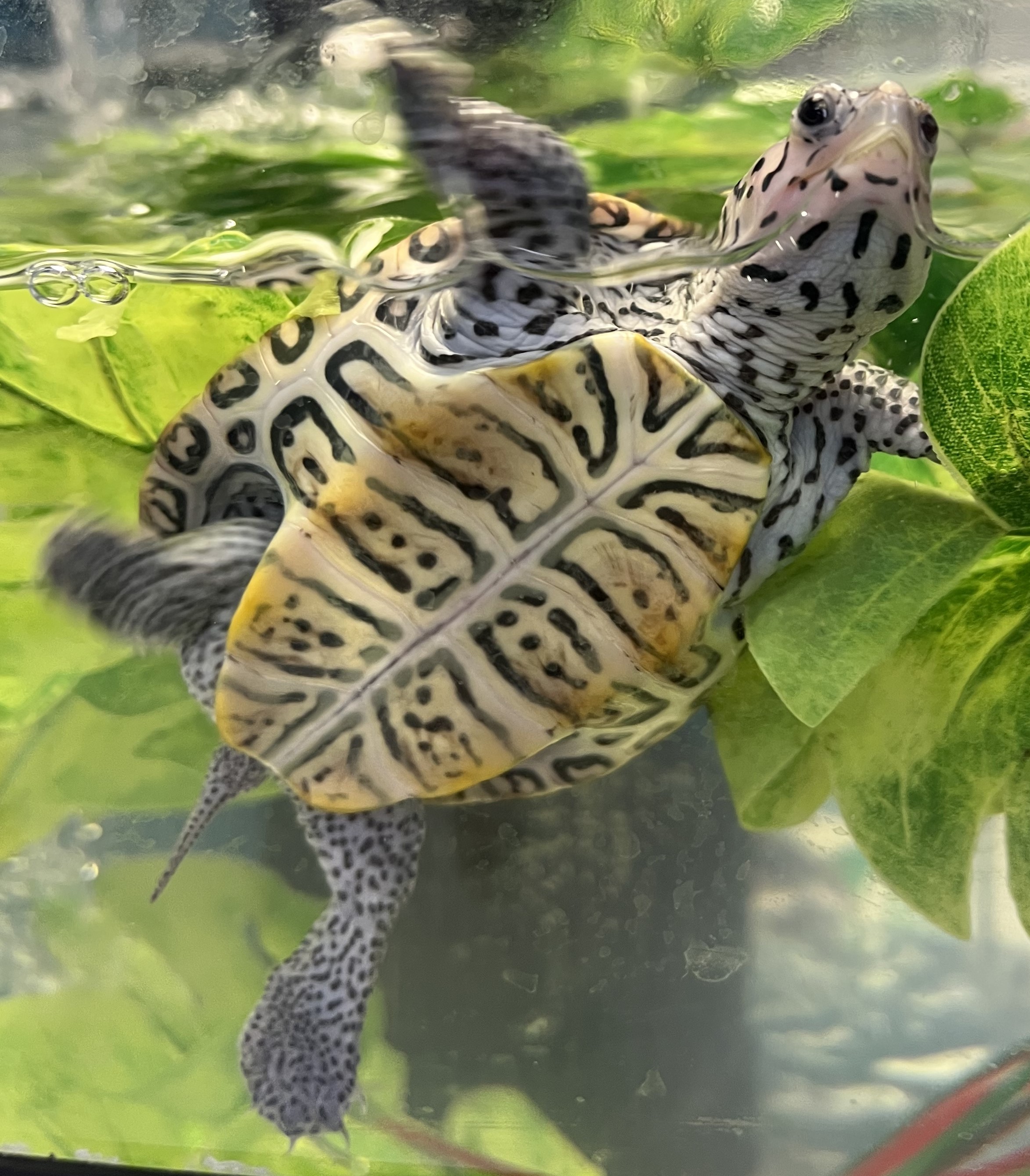 Picture of a terrapin.