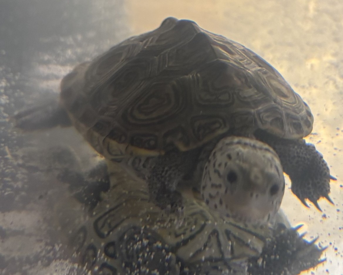Picture of a terrapin.