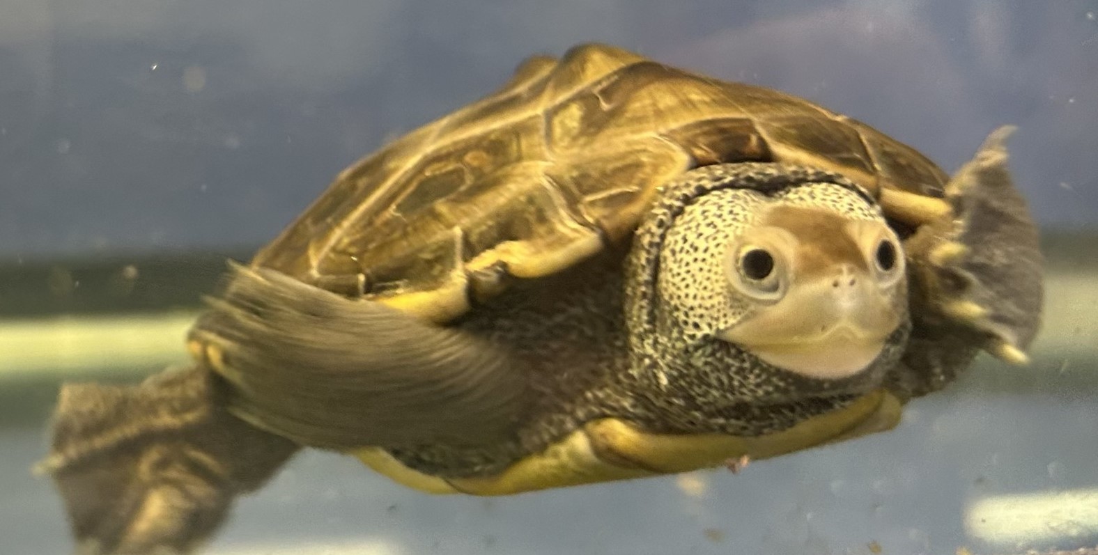 Picture of a terrapin.