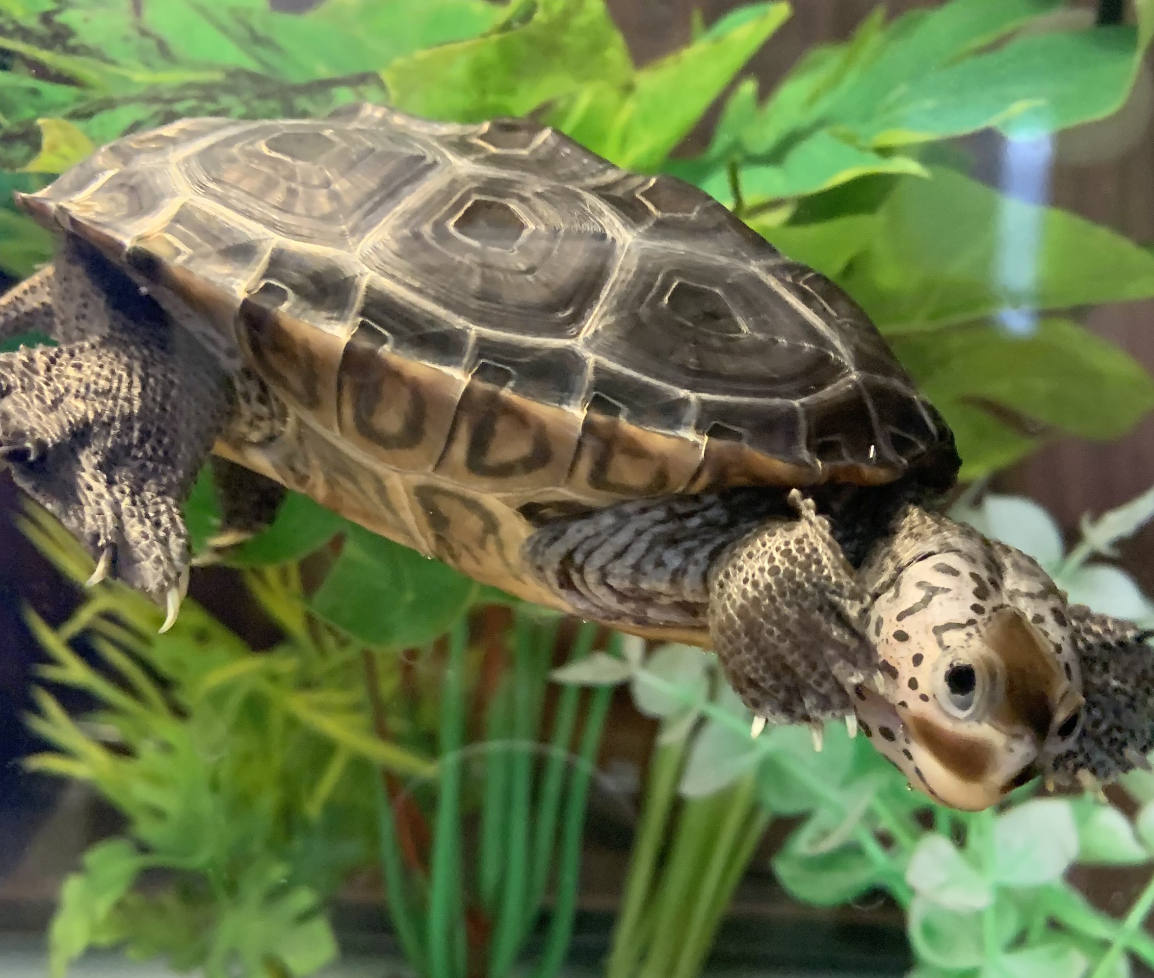 Picture of a terrapin.