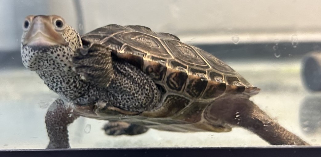 Picture of a terrapin.
