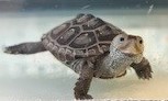 Picture of a terrapin.