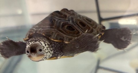 Picture of a terrapin.