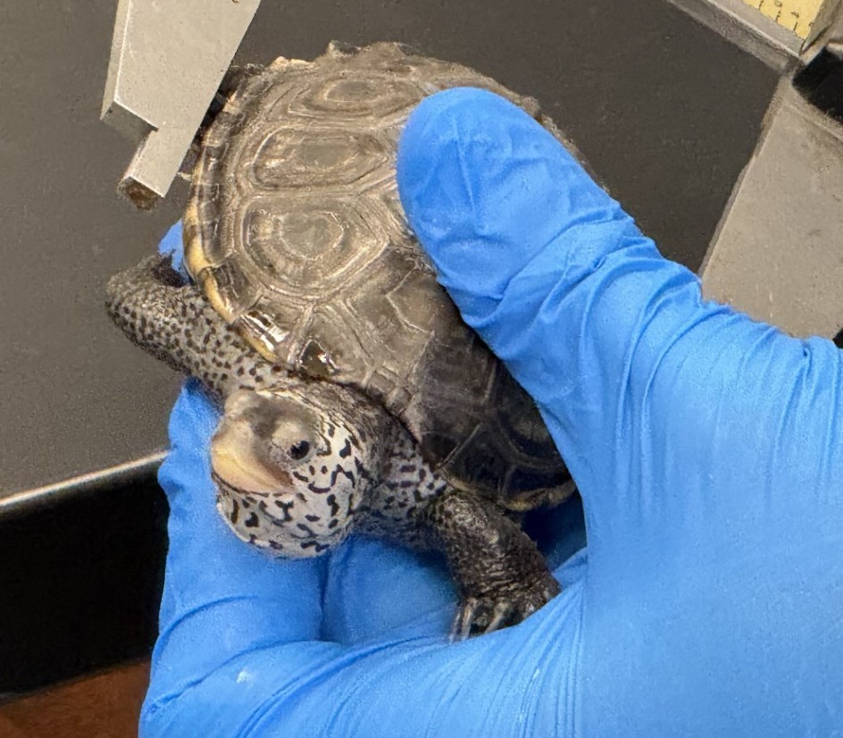 Picture of a terrapin.