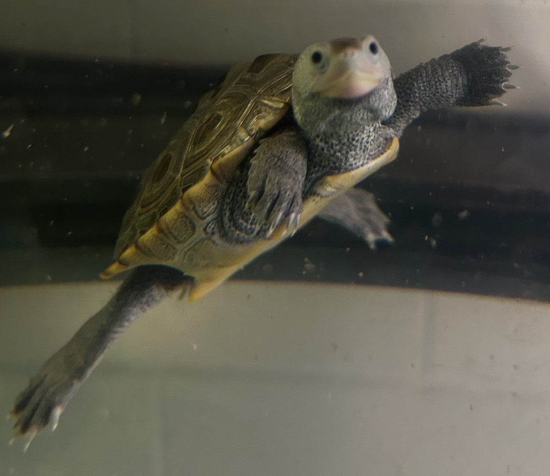 Picture of a terrapin.
