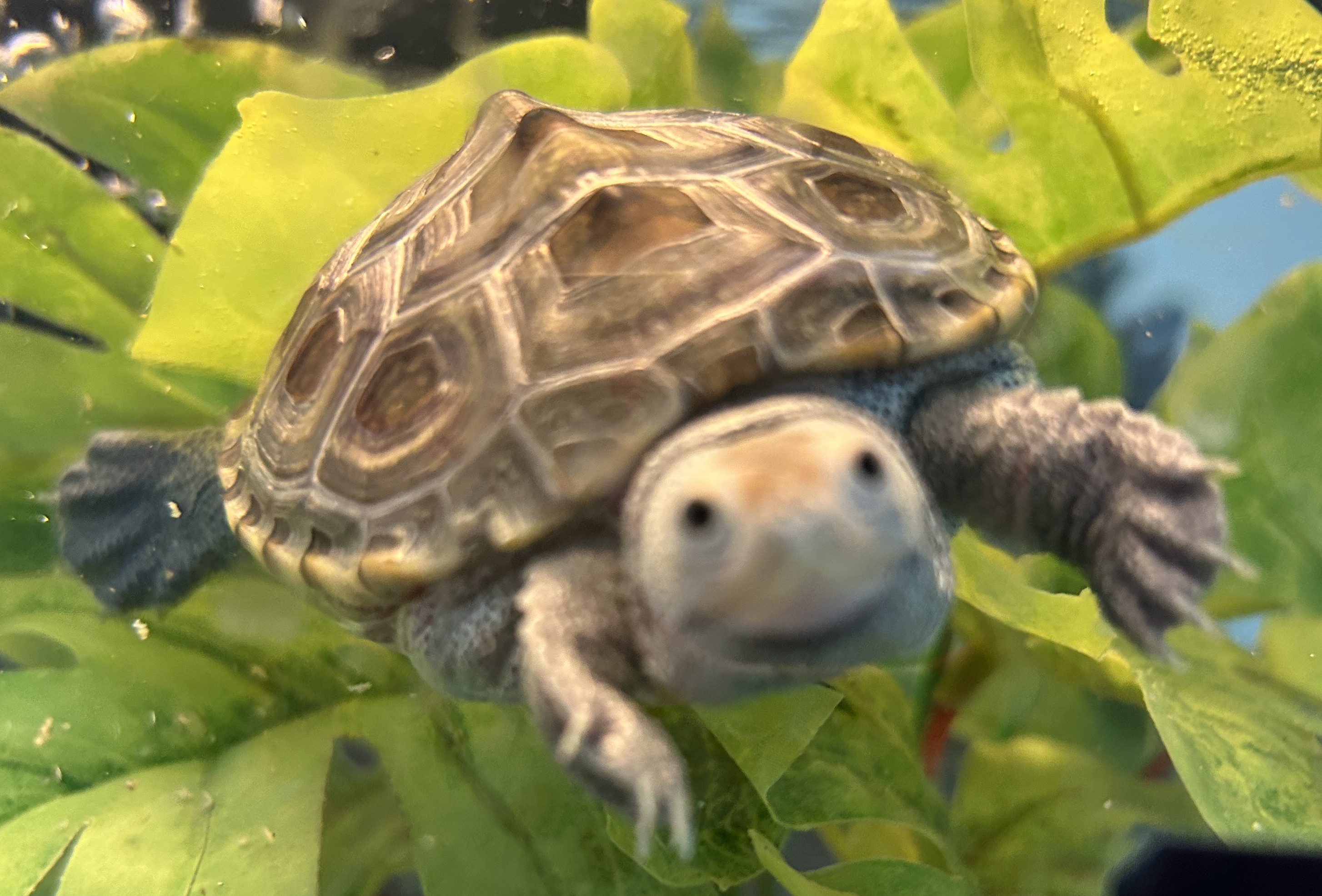 Picture of a terrapin.