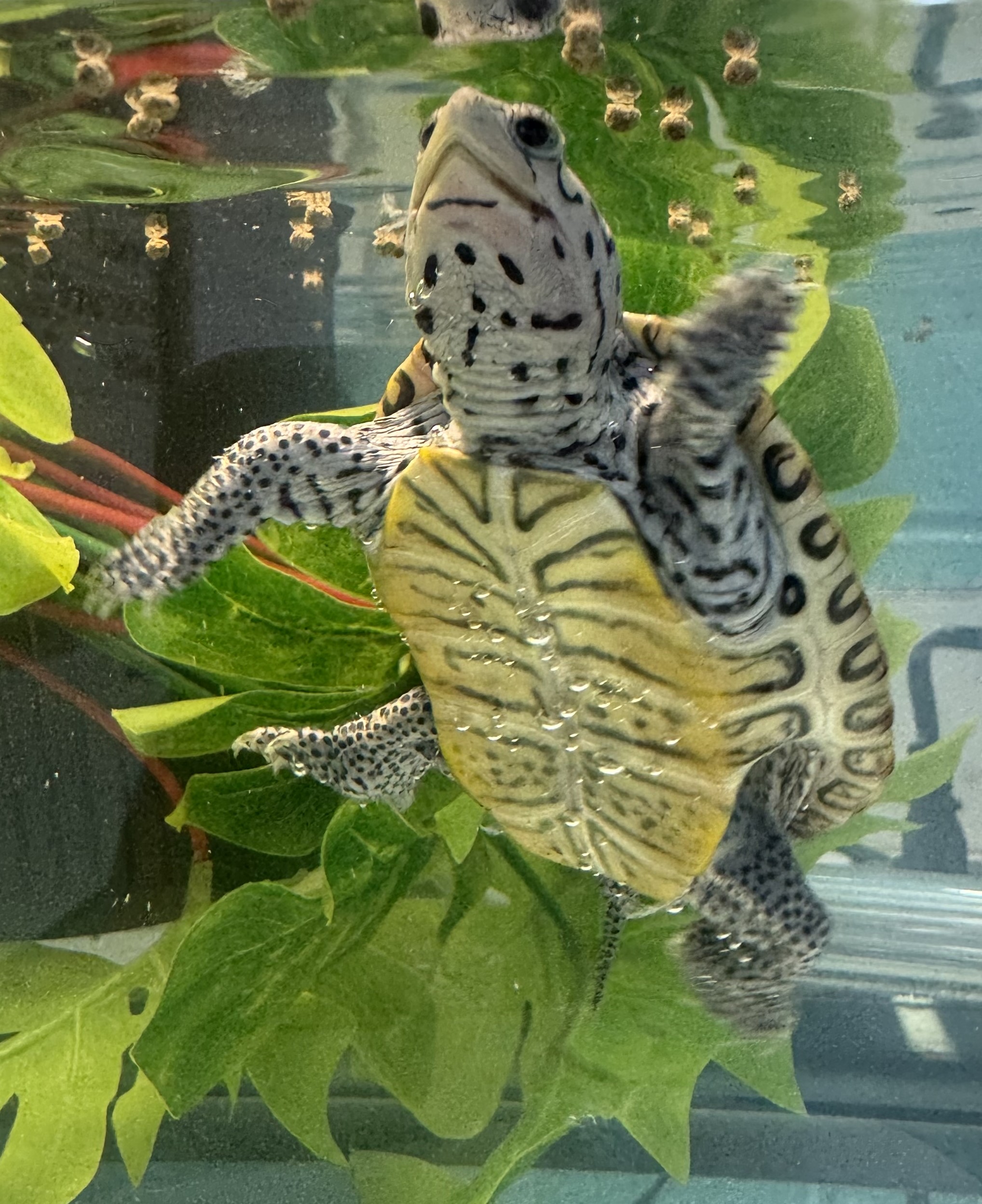 Picture of a terrapin.