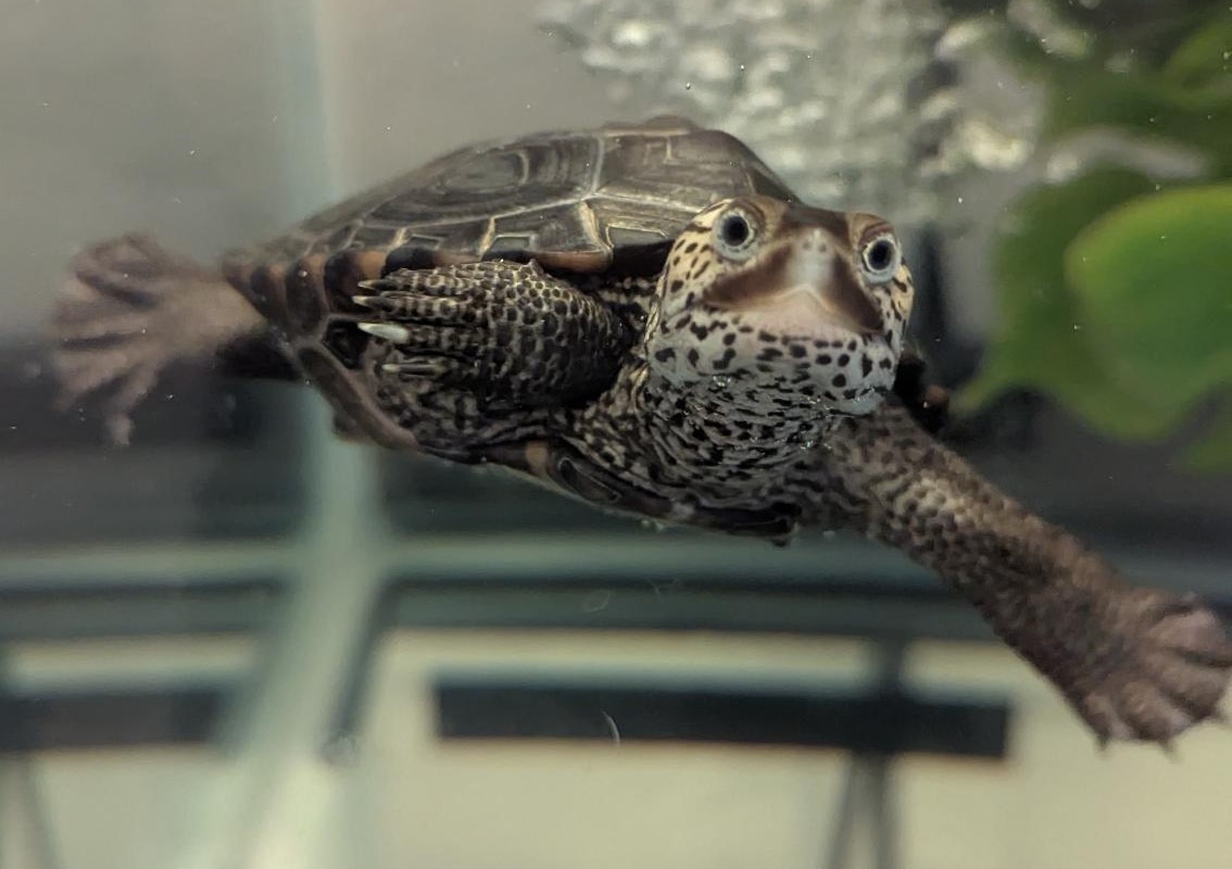 Picture of a terrapin.