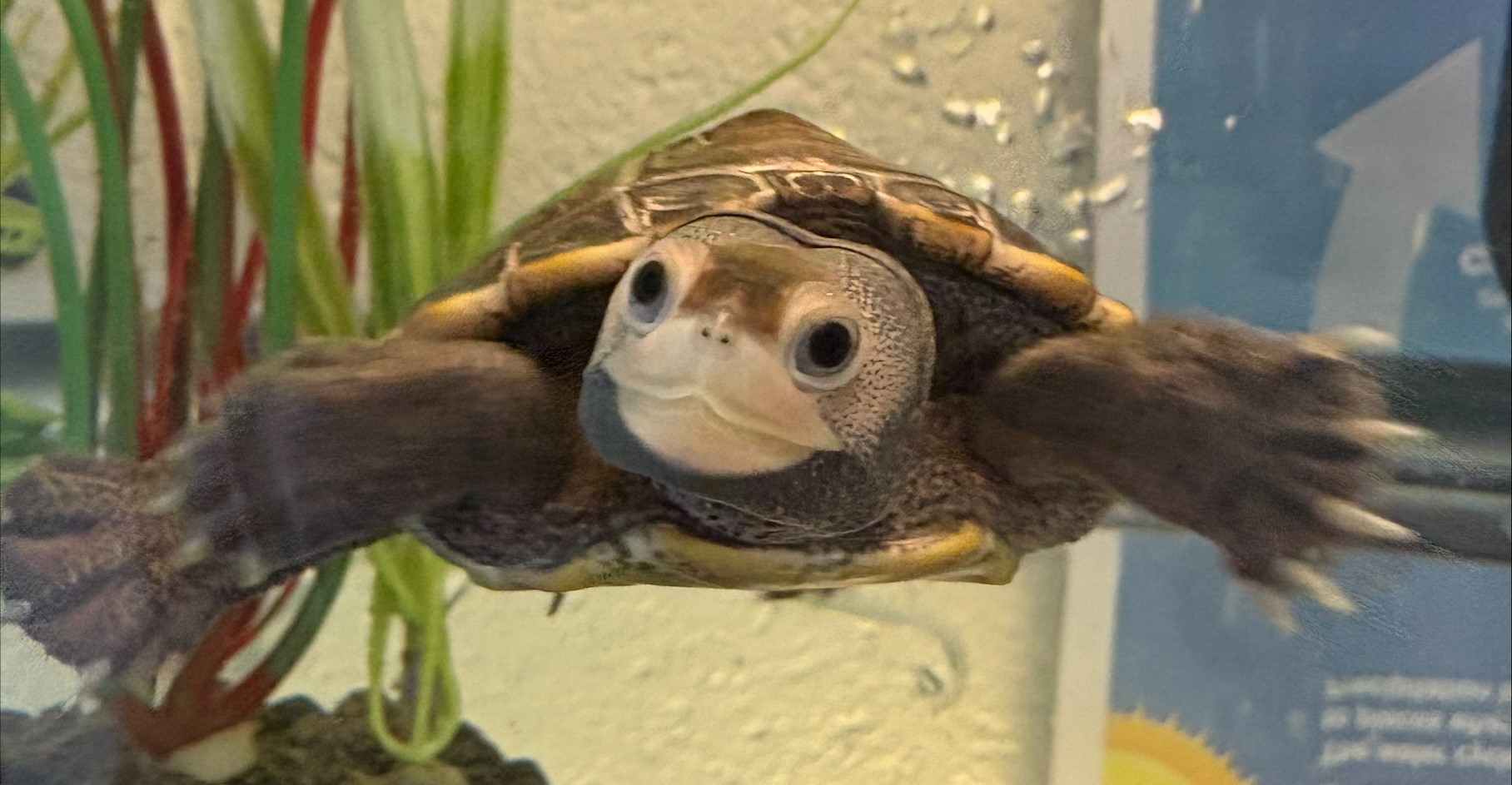 Picture of a terrapin.