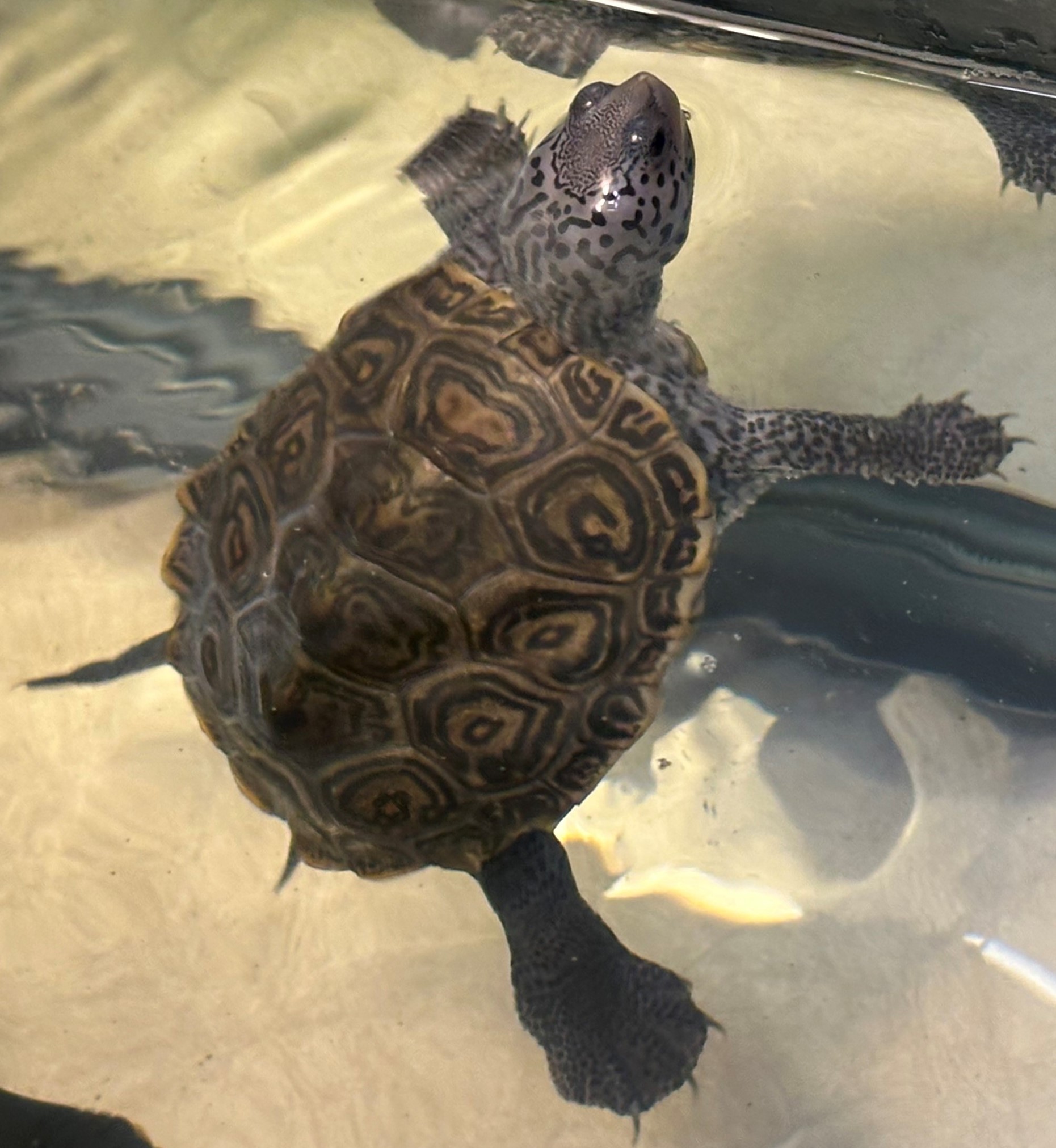 Picture of a terrapin.