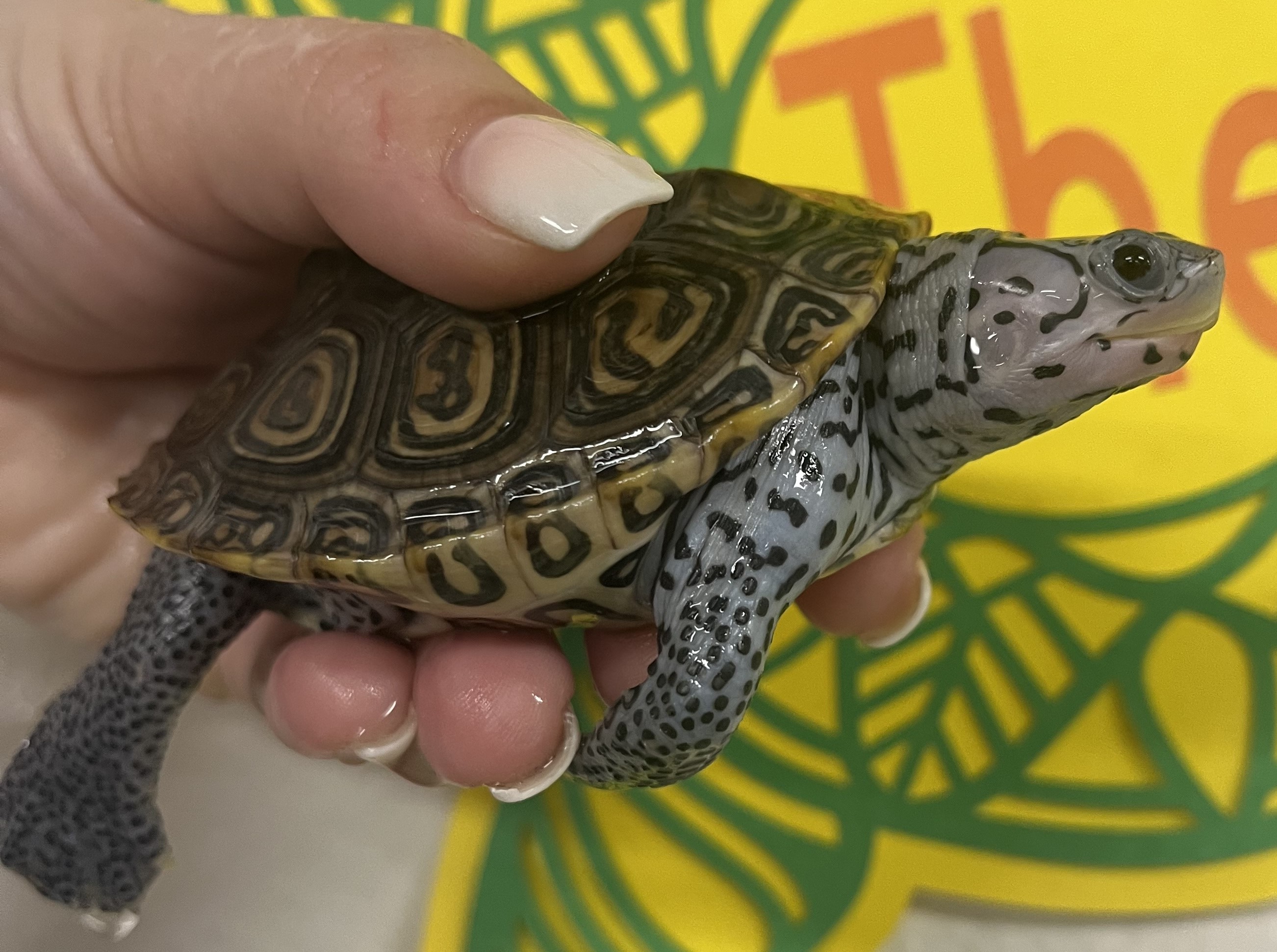 Picture of a terrapin.