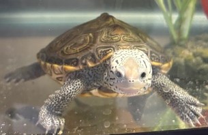 Picture of a terrapin.