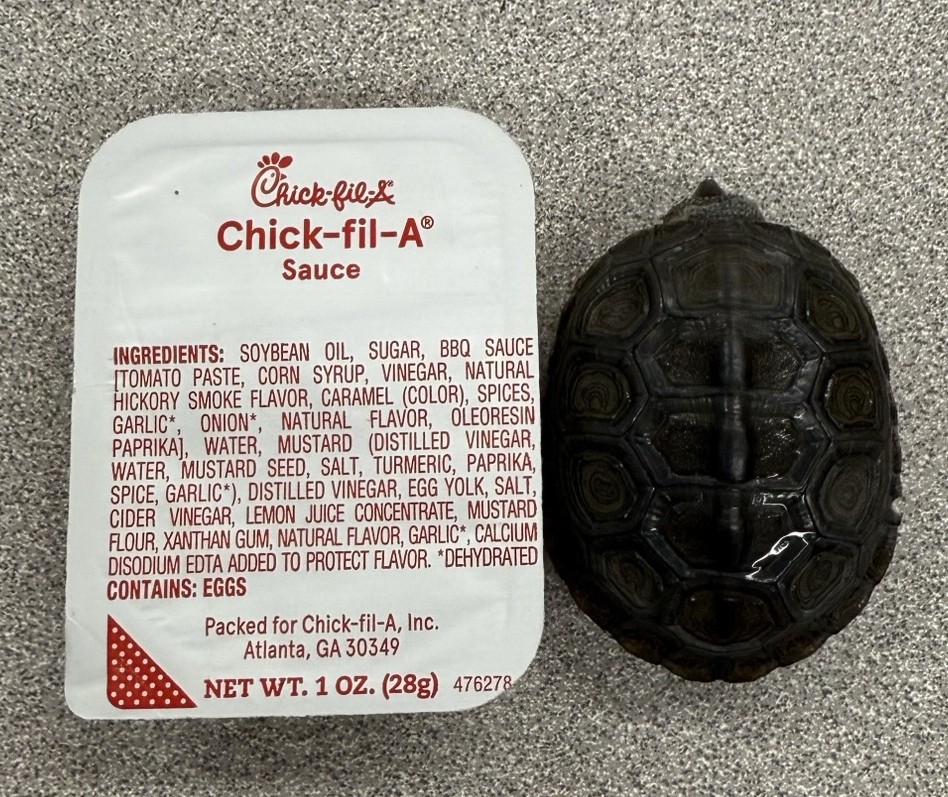 Picture of a terrapin.