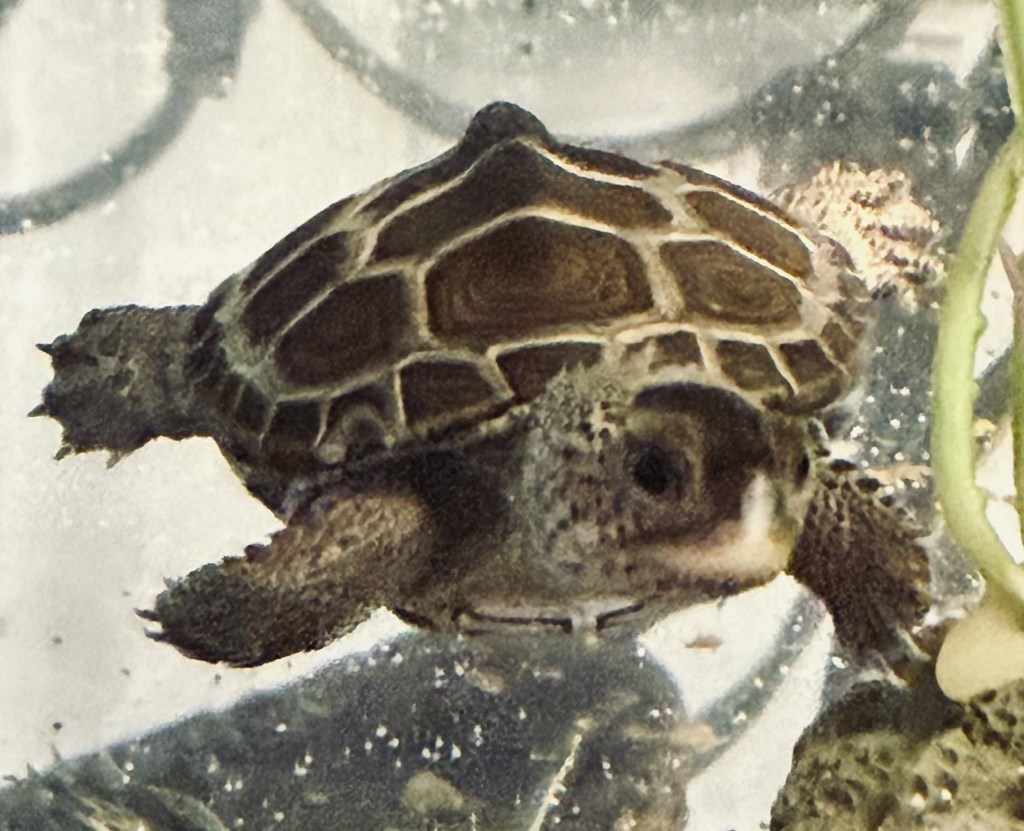 Picture of a terrapin.