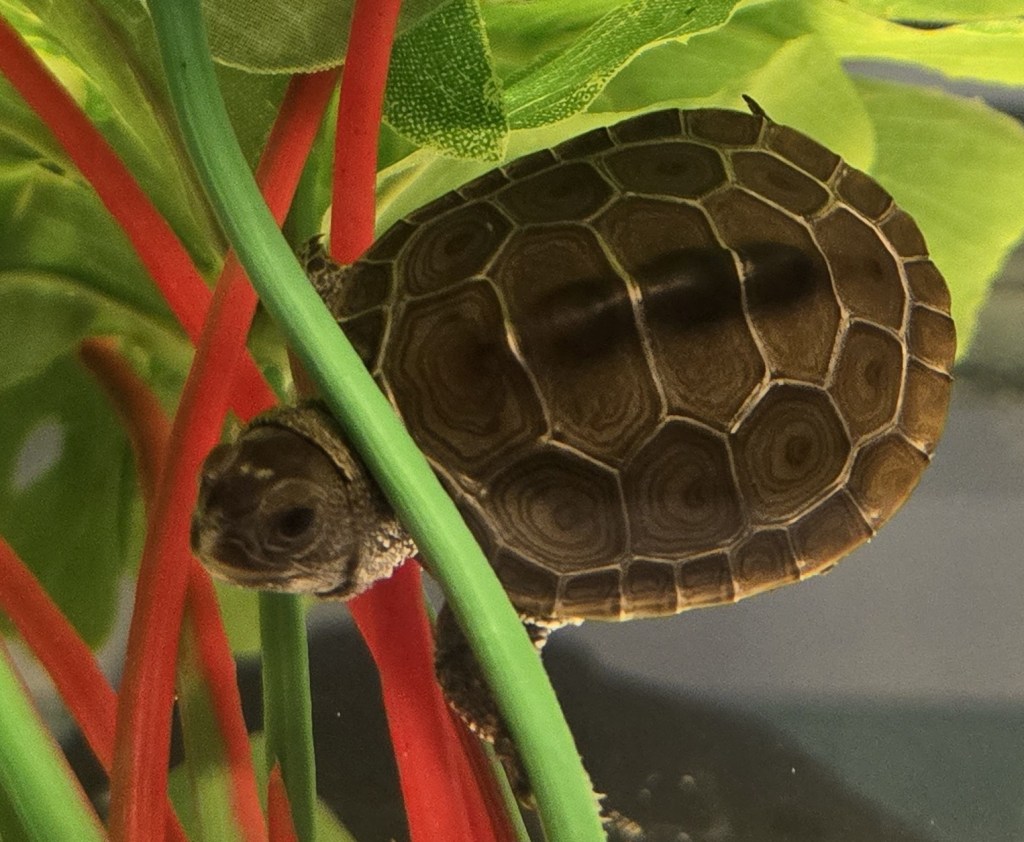 Picture of a terrapin.