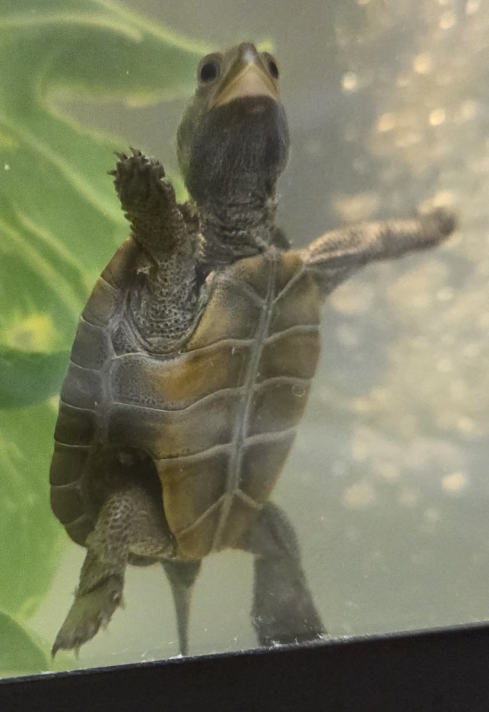 Picture of a terrapin.