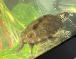 Picture of a terrapin.