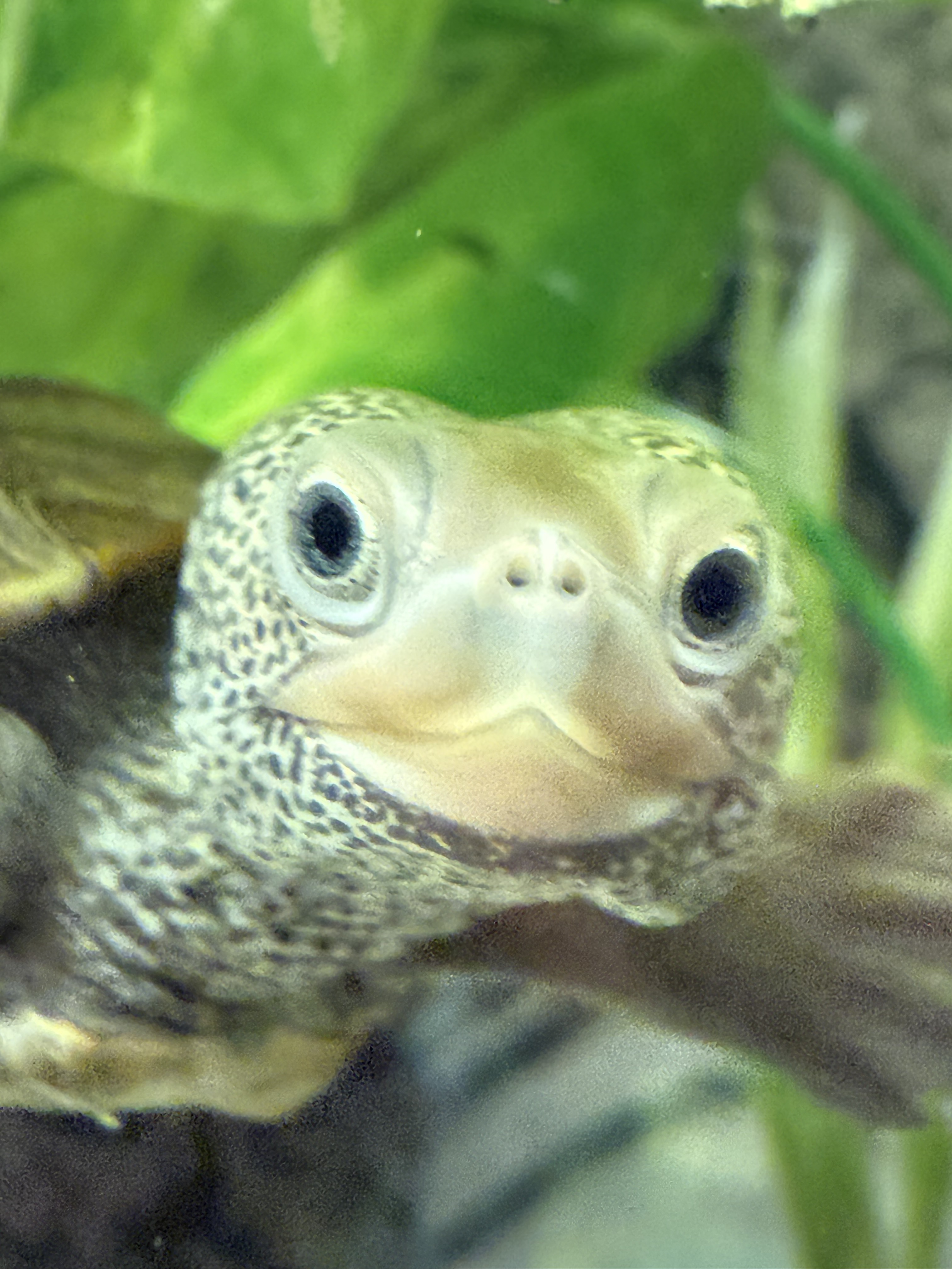 Picture of a terrapin.