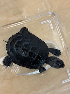 Picture of a terrapin.