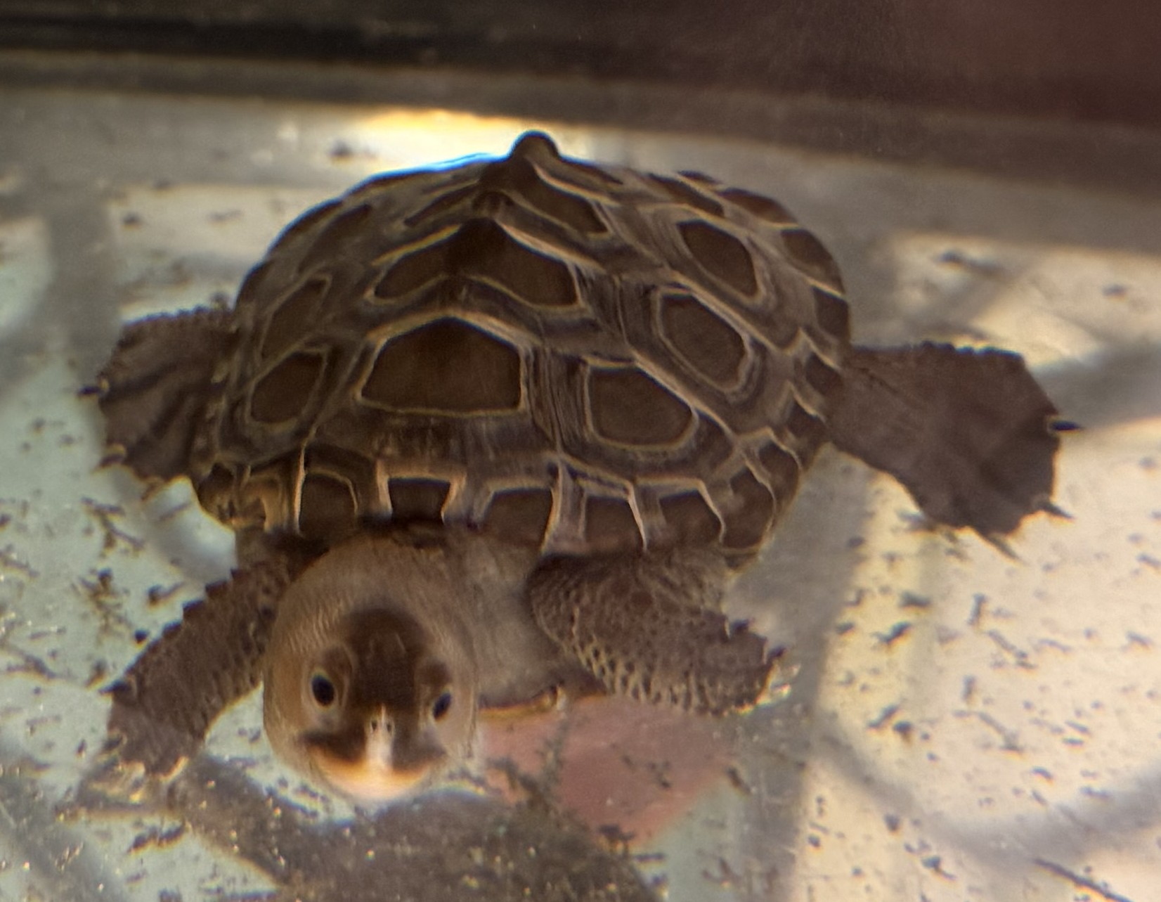 Picture of a terrapin.