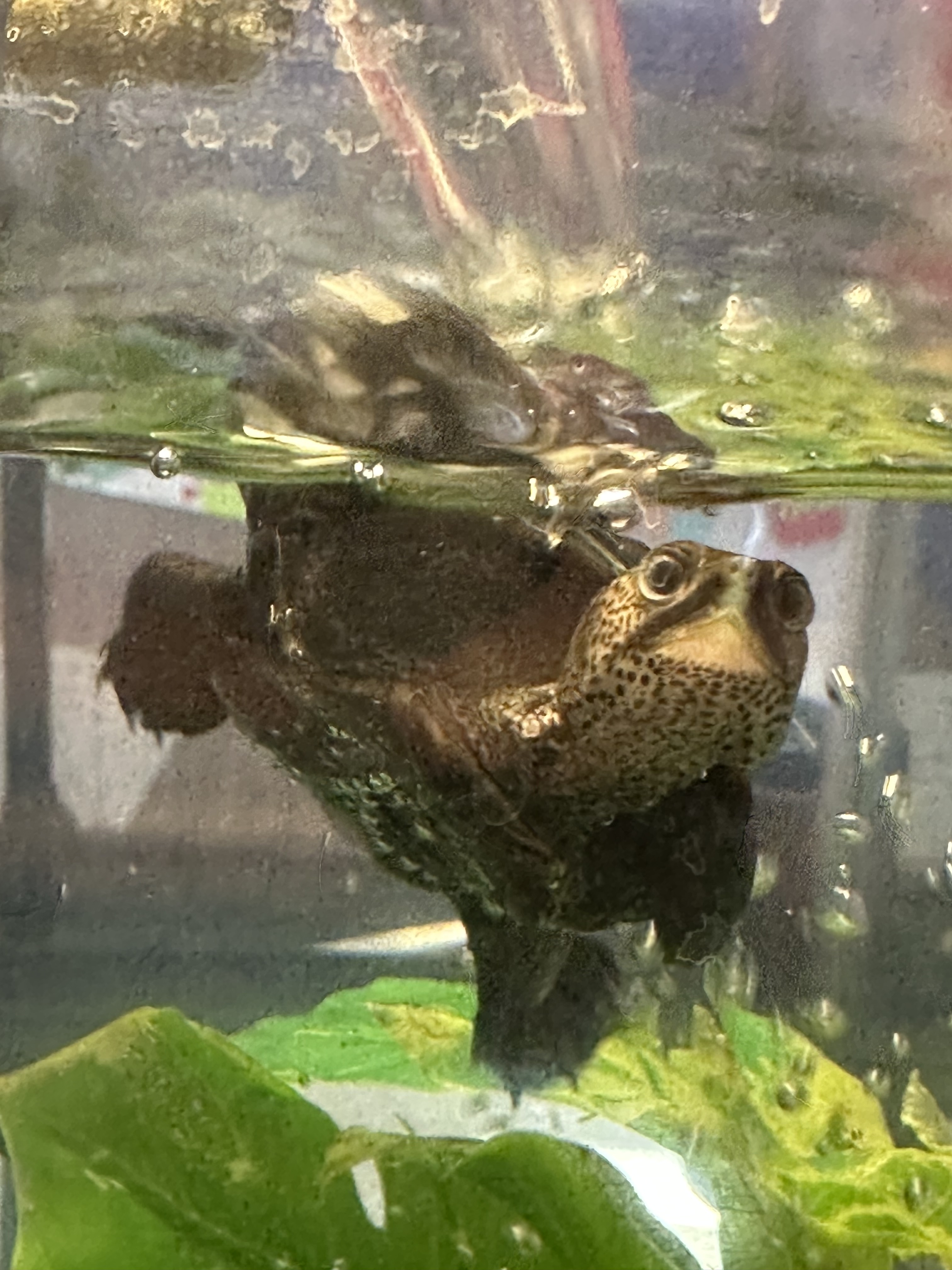 Picture of a terrapin.