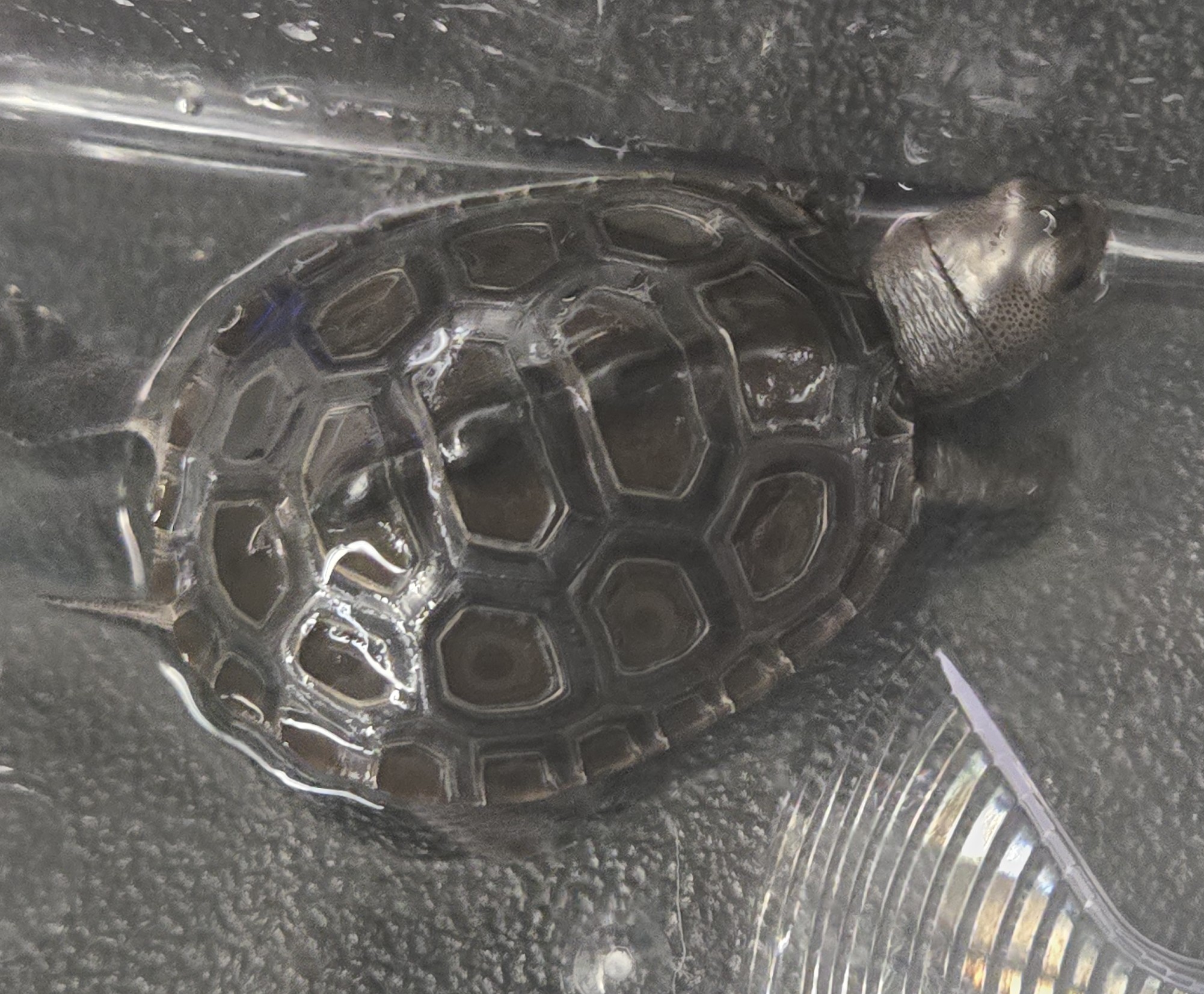 Picture of a terrapin.