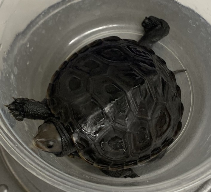 Picture of a terrapin.