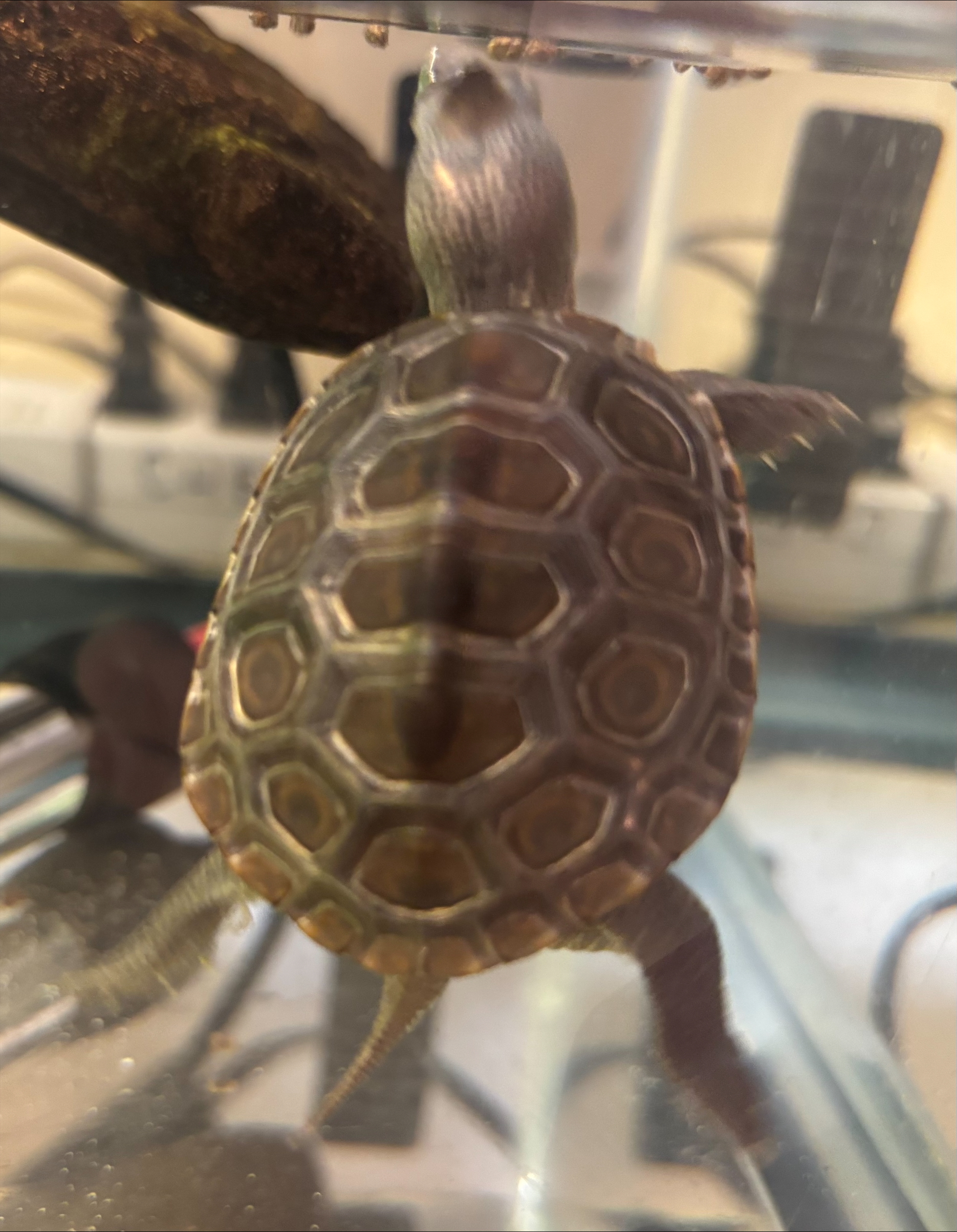 Picture of a terrapin.