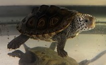 Picture of a terrapin.