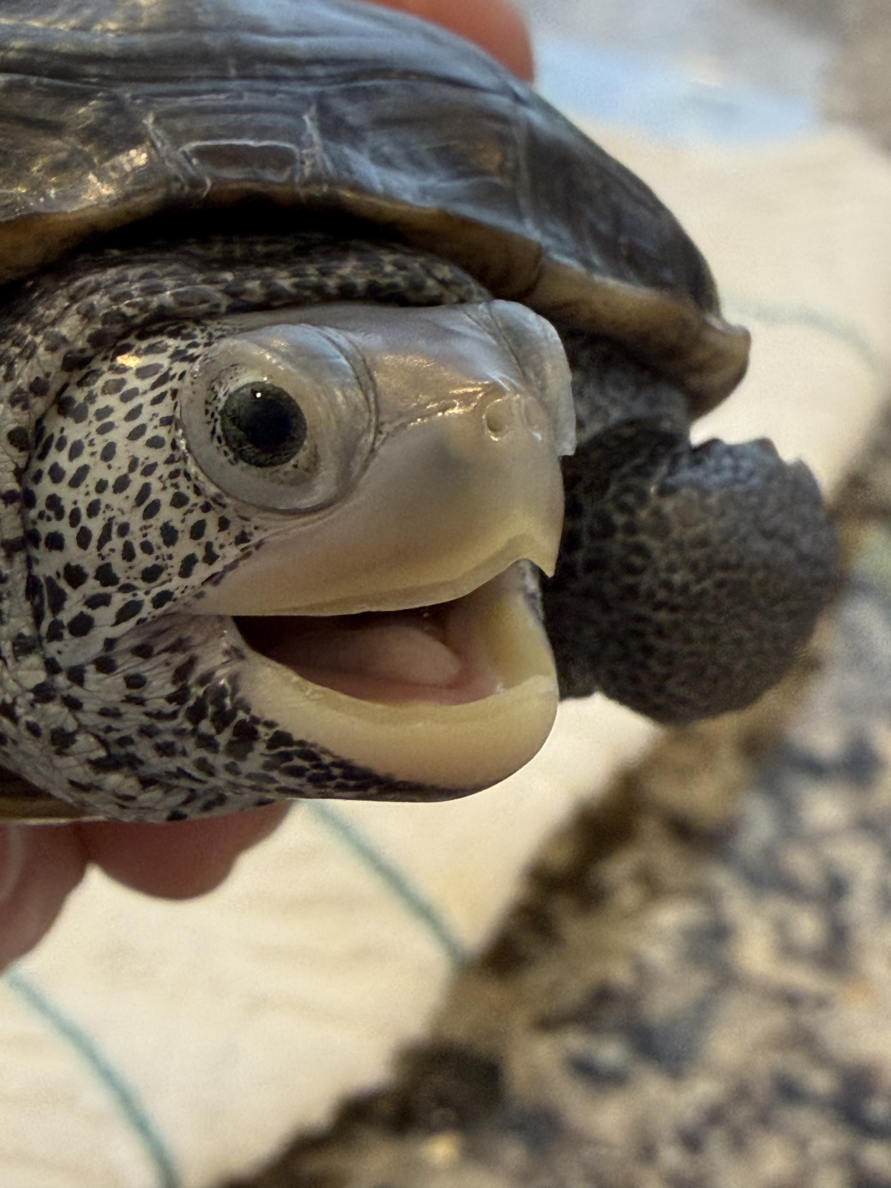 Picture of a terrapin.