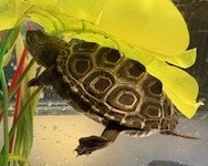 Picture of a terrapin.