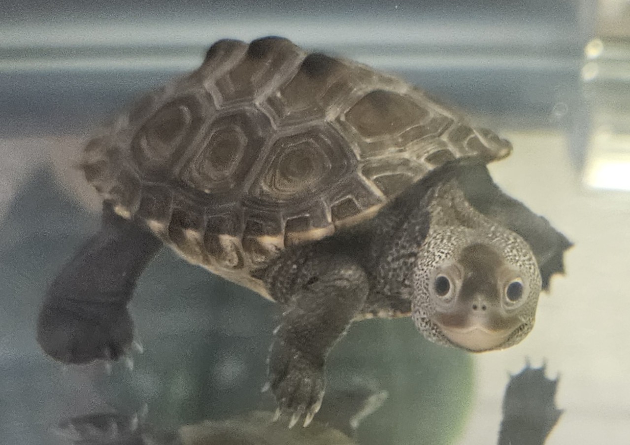 Picture of a terrapin.