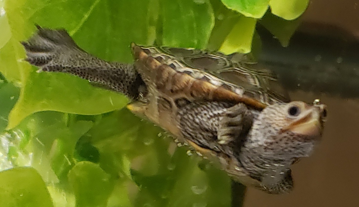 Picture of a terrapin.