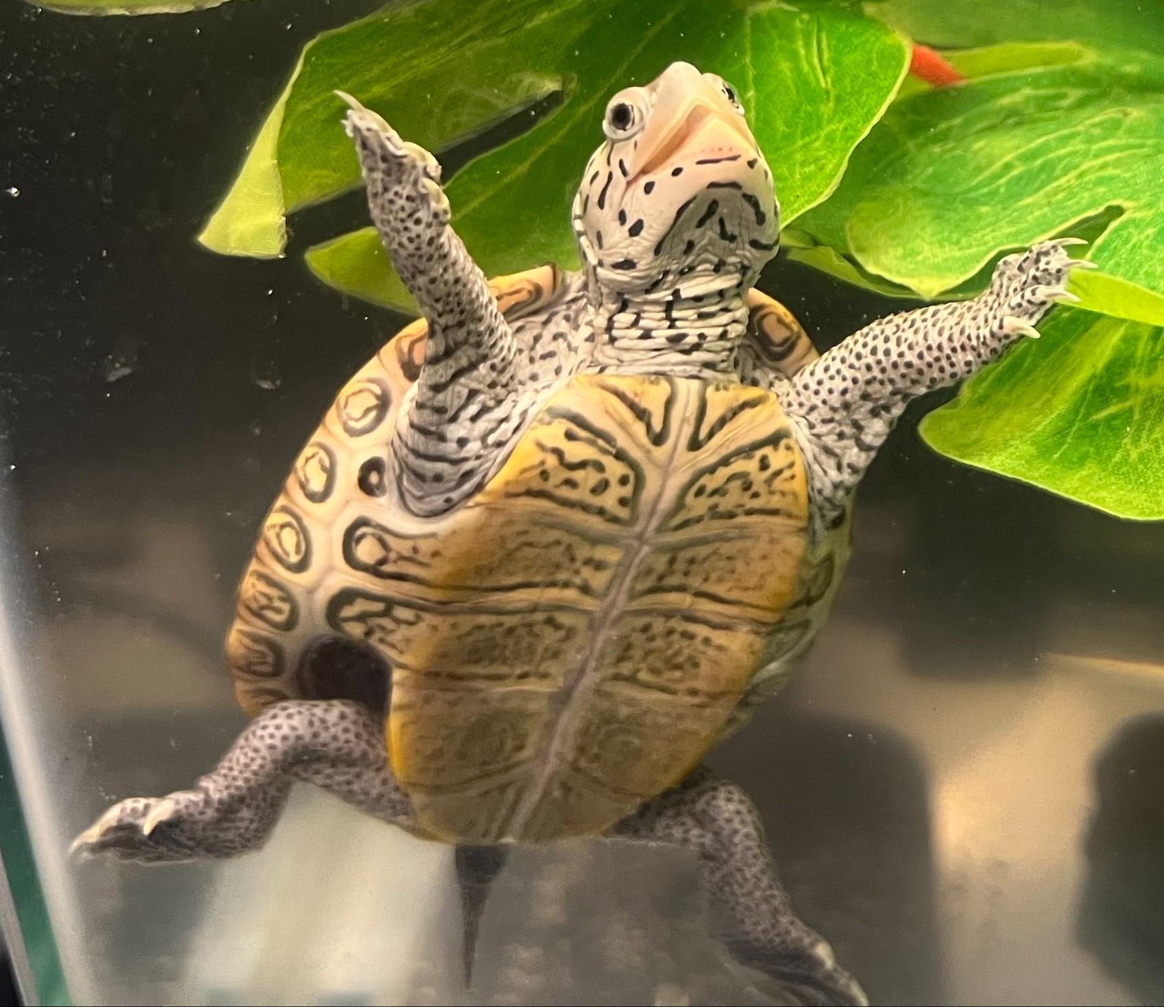 Picture of a terrapin.