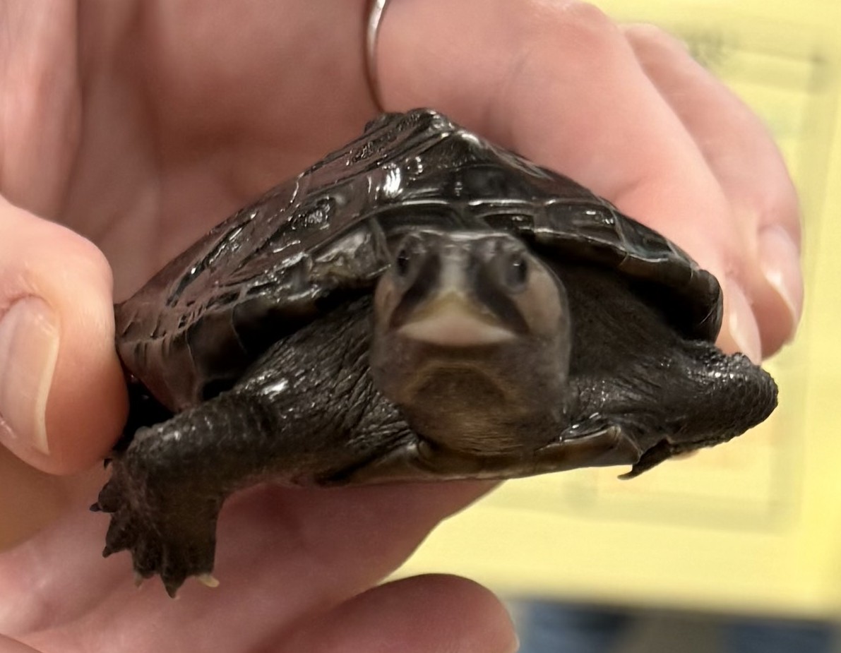 Picture of a terrapin.