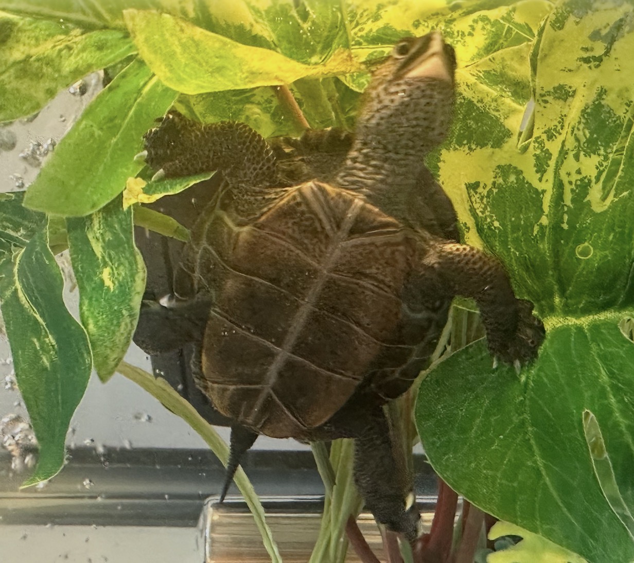 Picture of a terrapin.