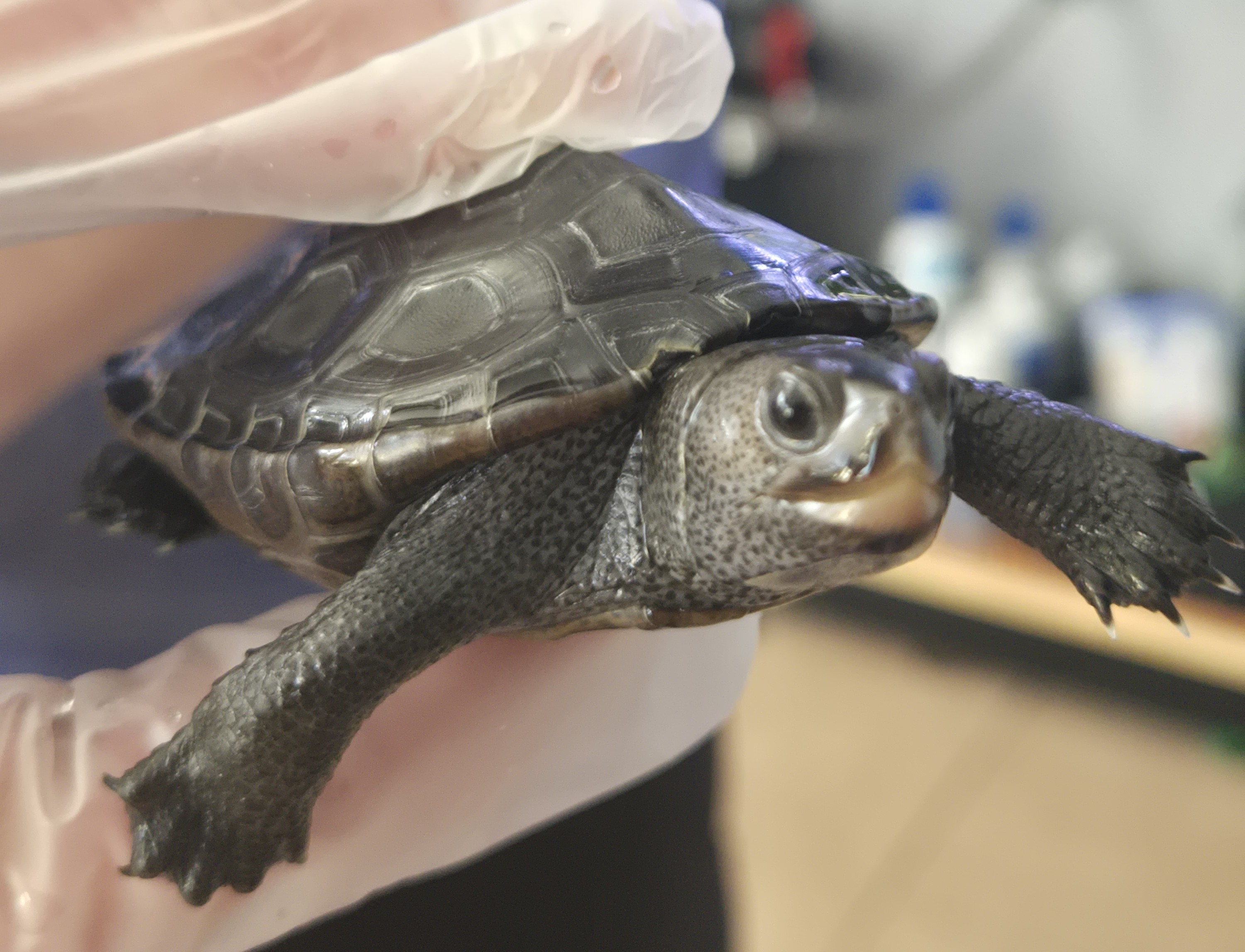 Picture of a terrapin.