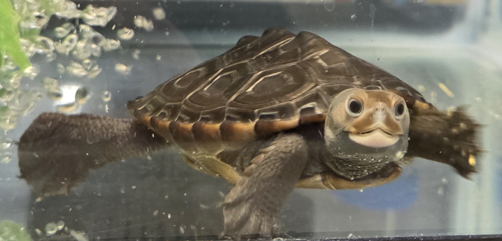 Picture of a terrapin.