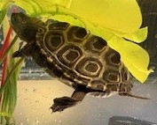 Picture of a terrapin.