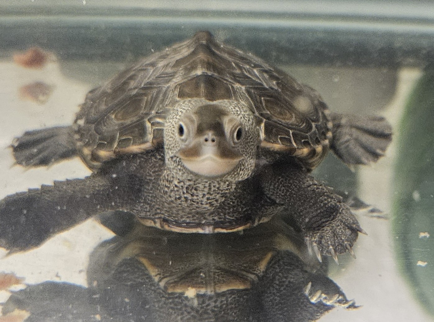 Picture of a terrapin.