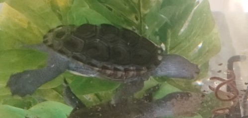 Picture of a terrapin.